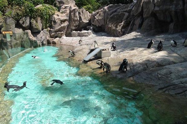 上海动物园团游优惠政策2022
