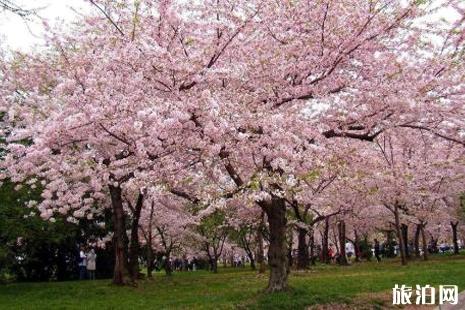 上海顧村公園櫻花什么時候開 顧村公園櫻花最佳觀賞地點推薦