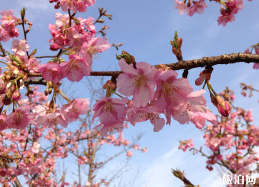 上海顧村公園櫻花什么時候開 顧村公園櫻花最佳觀賞地點推薦