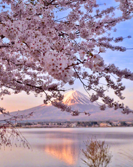 2022富士山櫻花照片/圖片(圖文)