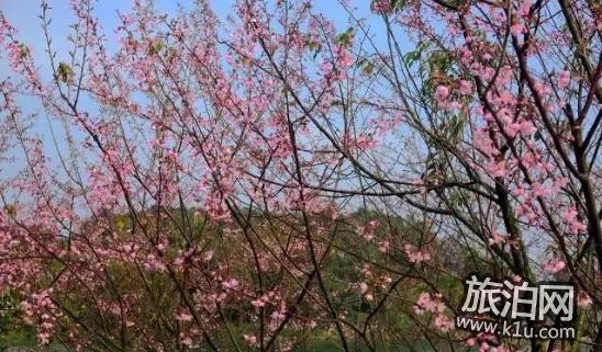 2022年圭峰山樱花什么时候开 圭峰山樱花哪个入口近