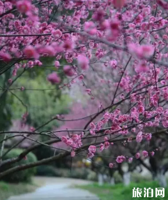 2022长沙植物园樱花节什么时候 门票多少钱