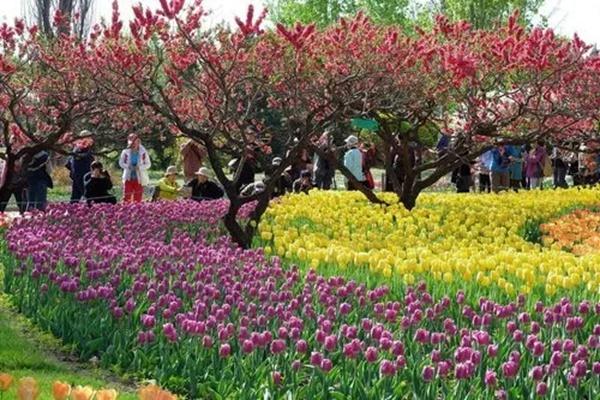 武汉植物园郁金香展开放时间2022