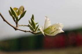 广州春季赏花好去处推荐