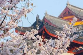 南京鸡鸣寺的樱花今年的花期是什么时候2022