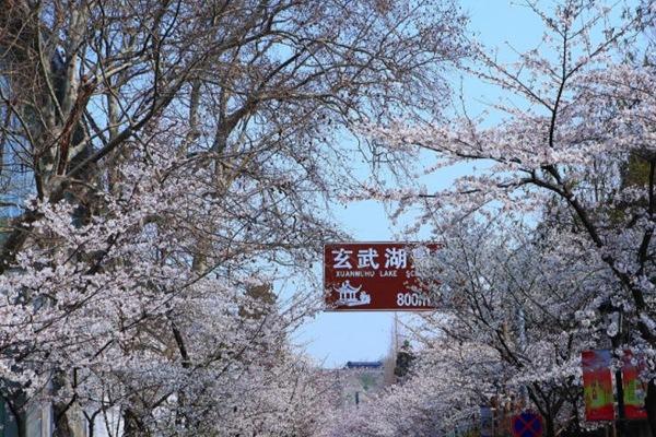 南京雞鳴寺的櫻花今年的花期是什么時候2022