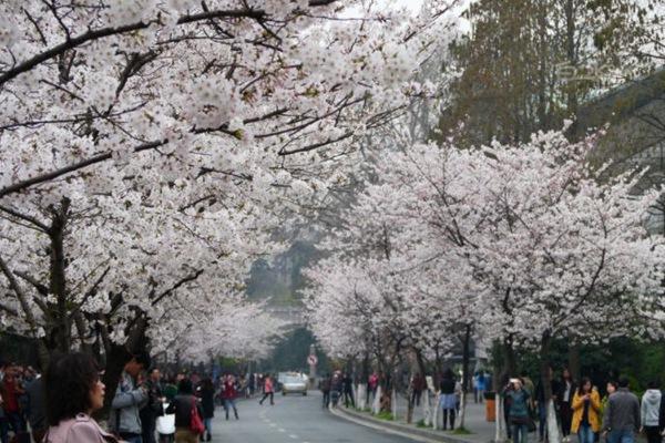 南京鸡鸣寺的樱花今年的花期是什么时候2022