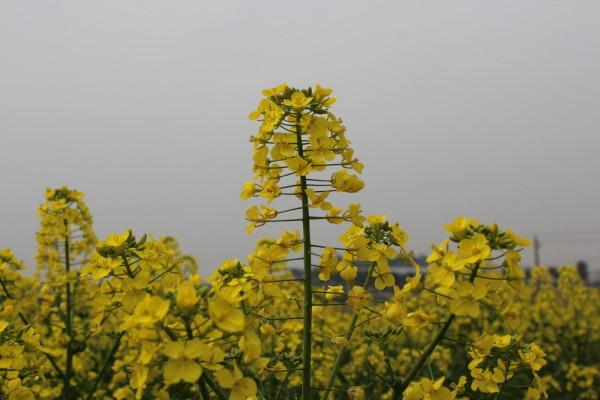 南京赏花有哪些地方 南京赏花地推荐