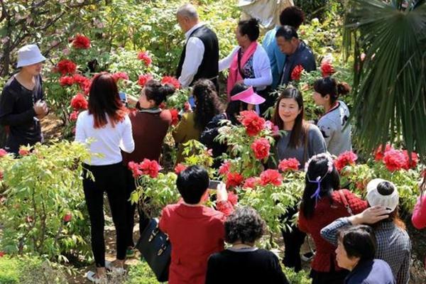 洛陽春季賞花哪里好 洛陽賞花地點排行榜