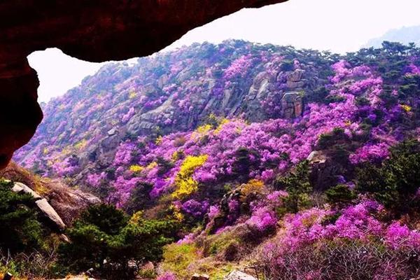 2022青島春季賞花好去處