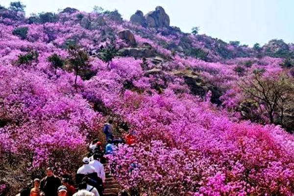 2022青島春季賞花好去處