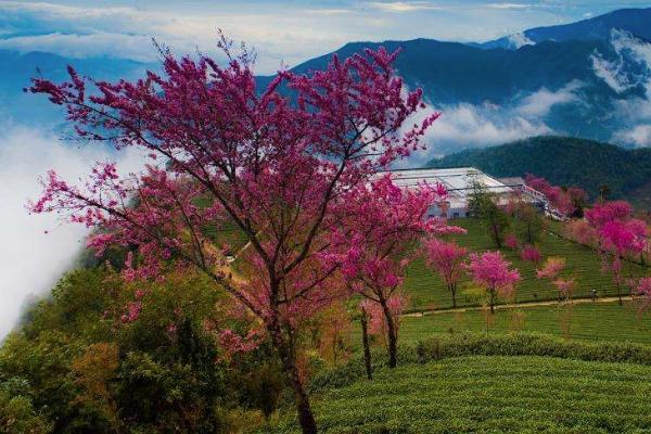 2022无量山樱花谷最美时间 无量山樱花谷什么时候去最合适