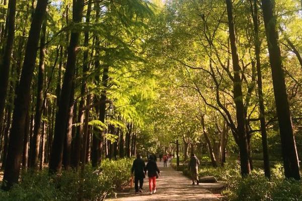 2022上海共青森林公园虞美人观赏最佳时间