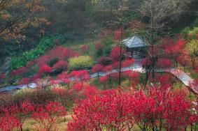 廣州春季賞花好去處 廣州春季賞花地推薦