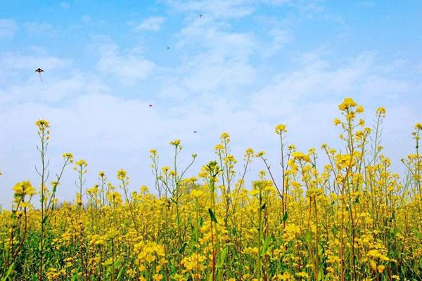 2022福州看油菜花最好的地方 十大最佳觀賞地