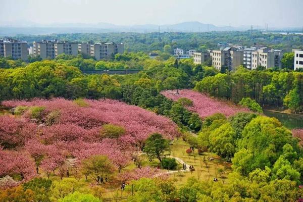 2022湖南科技大学樱花攻略