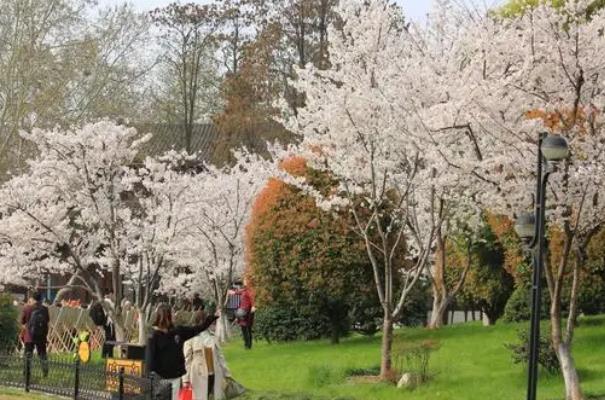 武汉樱花最佳观赏时间2022 樱花花期在几月
