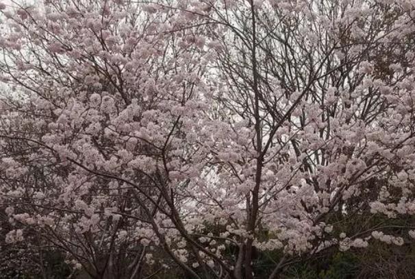 武汉樱花最佳观赏时间2022 樱花花期在几月
