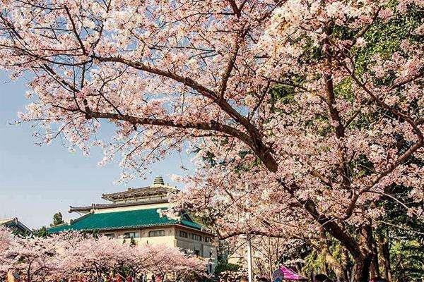 2022武汉哪些地方有樱花看 在哪里看最美