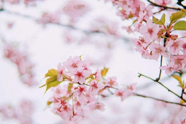 郑州赏樱花的地方有哪些
绝美樱花观赏地