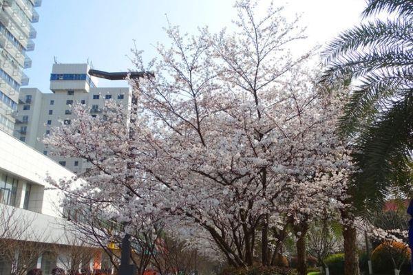2022武汉哪些地方有樱花看 在哪里看最美