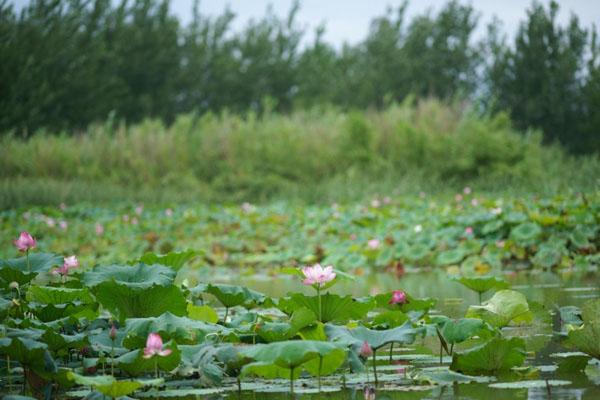 泗洪洪泽湖湿地公园旅游最佳时间