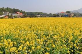 2022長沙油菜花景點推薦 都有哪些景點