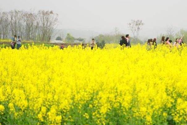 2022長沙哪里看油菜花人少