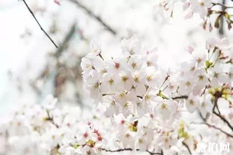 3月上海去哪赏樱花2022