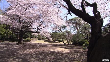 日本樱花前线2022时间 附推荐地点及美食推荐