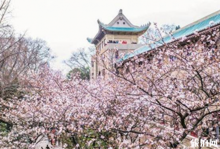 武汉大学樱花最佳观赏地点2022