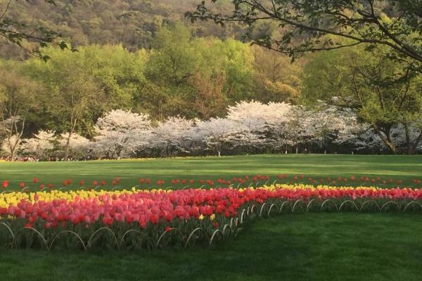 2022杭州太子湾公园樱花什么时候开 杭州太子湾公园樱花最佳观赏时间