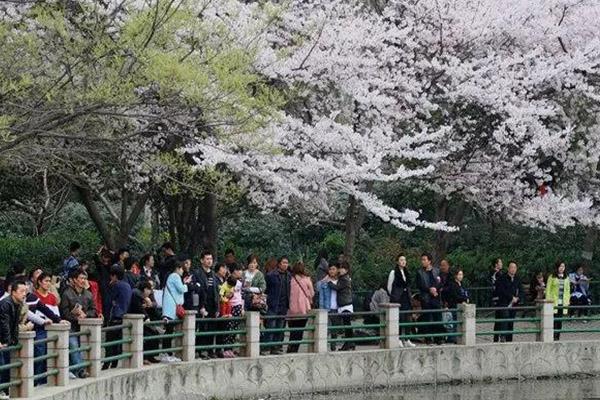 上海鲁迅公园樱花开了吗2022 附樱花观赏攻略