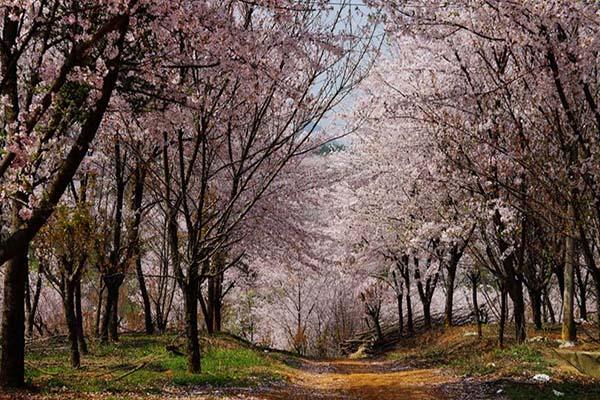 贵州平坝樱花2022开放时间
平坝樱花在哪里