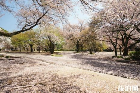 东京哪里可以看樱花 东京赏樱地点推荐