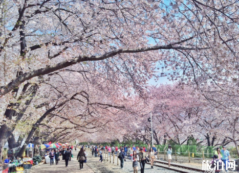 上海顧村公園櫻花節2022時間及門票活動