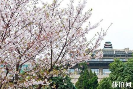 武汉大学樱花最佳观赏地点2022