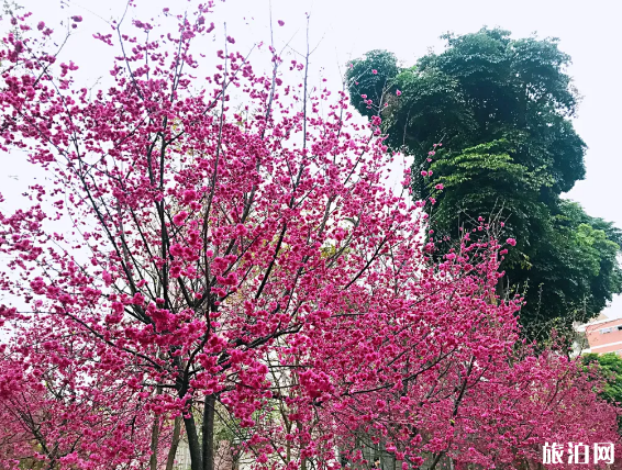 华南农业大学樱花在哪 2022华南农业大学樱花赏花攻略