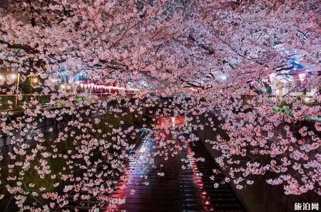 日本樱花前线2022时间 附推荐地点及美食推荐