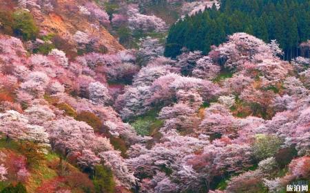 日本樱花前线2022时间 附推荐地点及美食推荐