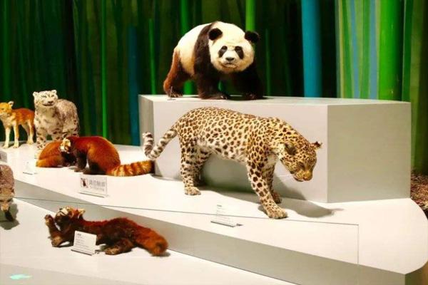 受疫情影响成都大熊猫博物馆2月21日起暂停对外开放的公告