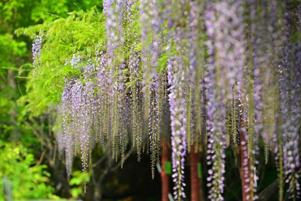 上海周邊適合踏青的地方 上海周邊踏青好去處