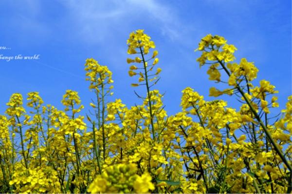 上海周邊適合踏青的地方 上海周邊踏青好去處