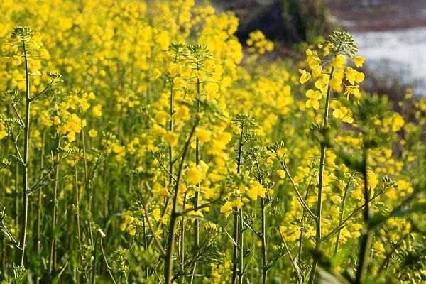 2022長沙油菜花欣賞有哪些地方 什么時候開花