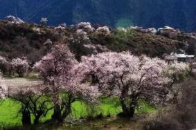 福州桃花哪里看 福州桃花最佳觀賞時間