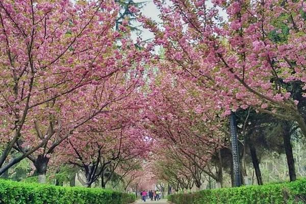 西安市内看樱花的地方有哪些?