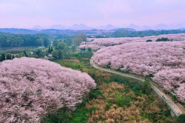 贵州平坝樱花什么时候最佳赏花期2022