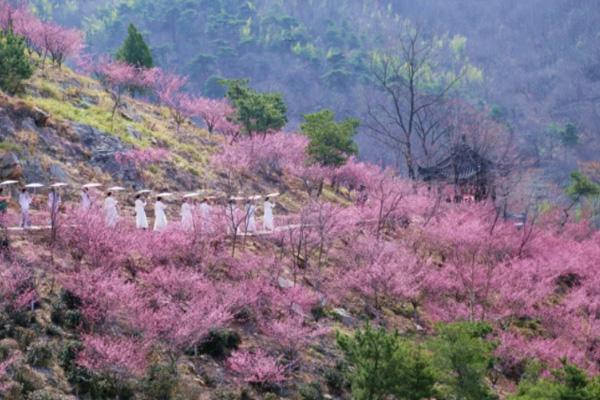 2022连云港赏梅花的地方 连云港梅花什么时候开