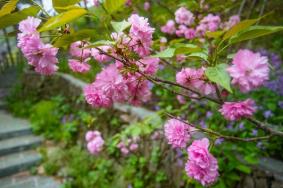 武汉黄陂清凉寨樱花开放时间及门票路线介绍