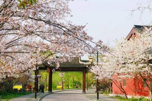 上海樱花什么时候开2022 上海樱花哪里好看